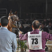 Fillies 3 Years: Ghazala El Gamal