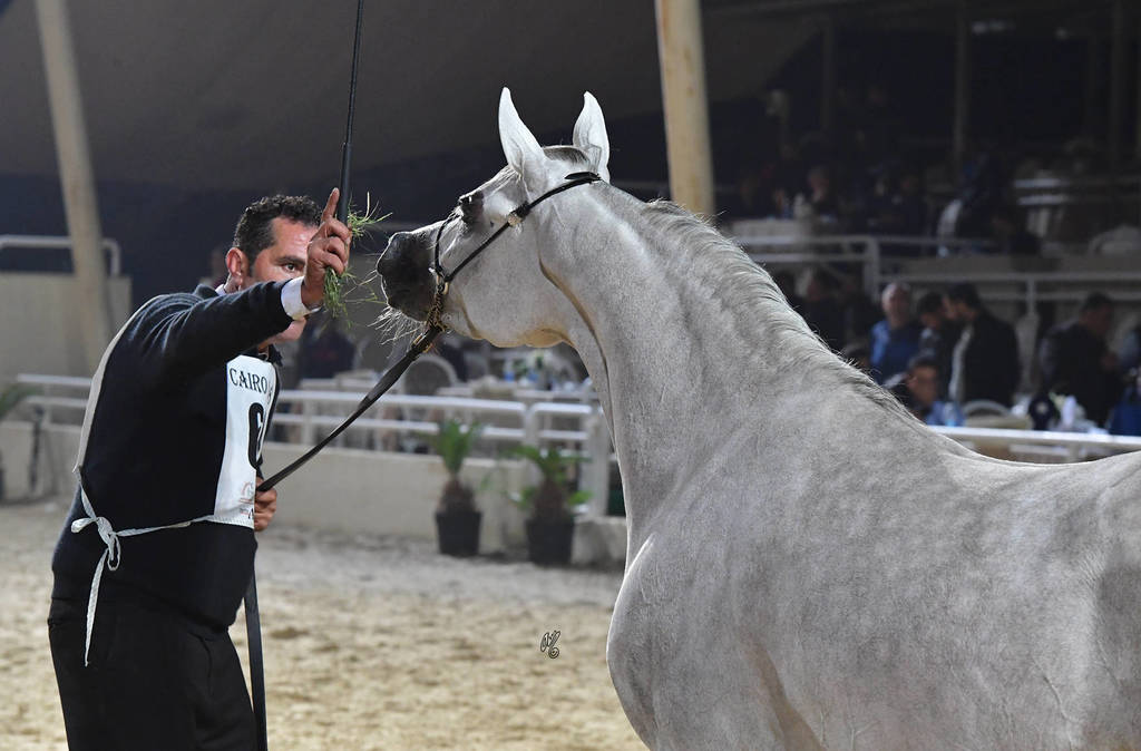 Fillies 3 Years: Neama El Ekhlass