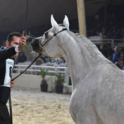 Fillies 3 Years: Neama El Ekhlass