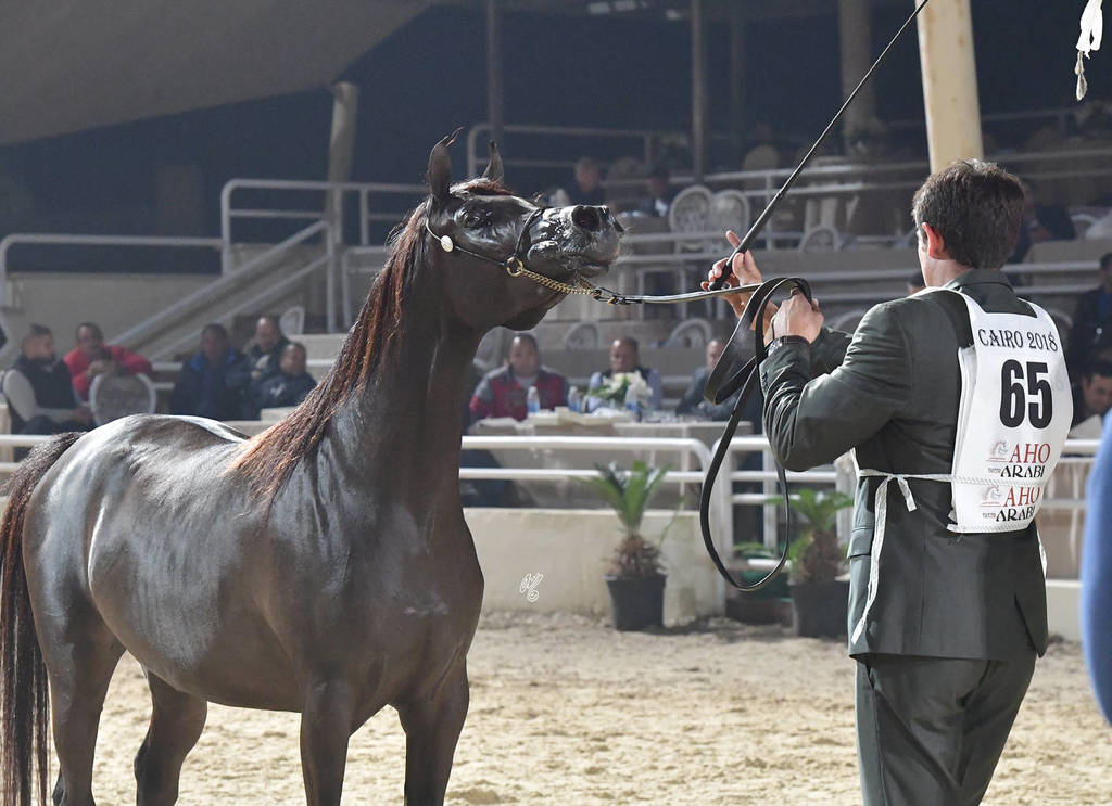 Fillies 2 Years: Mahabouba Fila