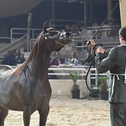 Fillies 2 Years: Mahabouba Fila