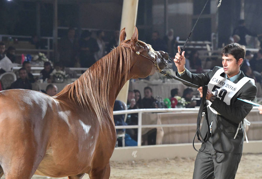 Fillies 2 Years: Karima Fila