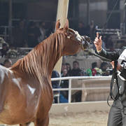 Fillies 2 Years: Karima Fila