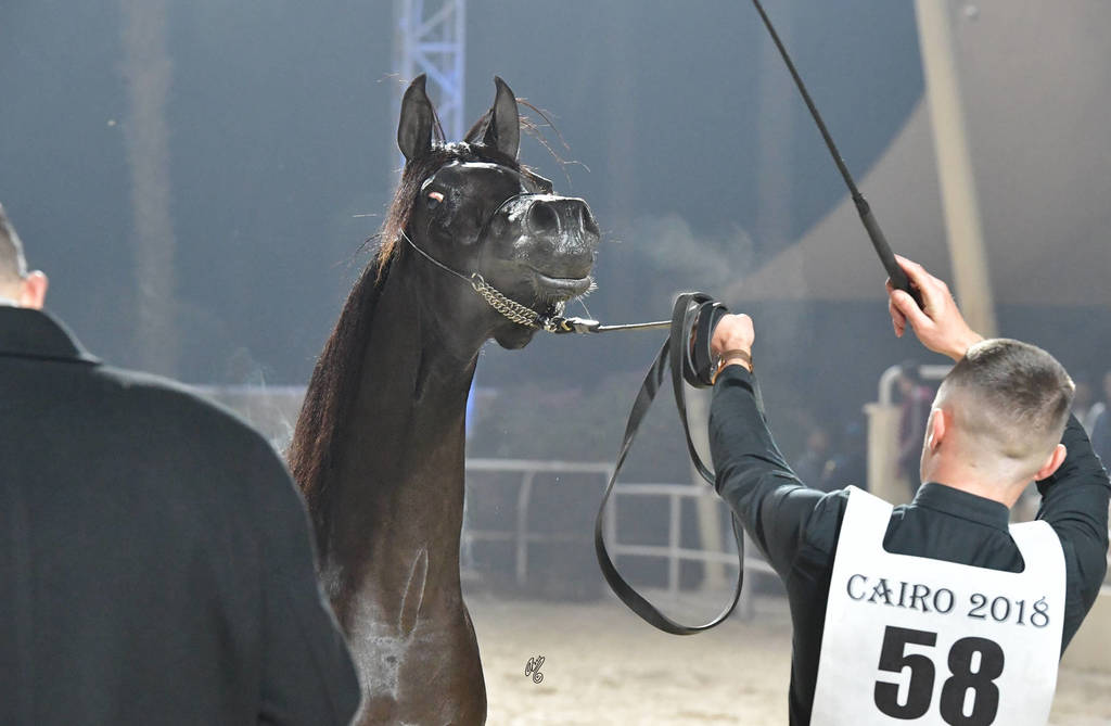 Fillies 2 Years: Shama Al Farida