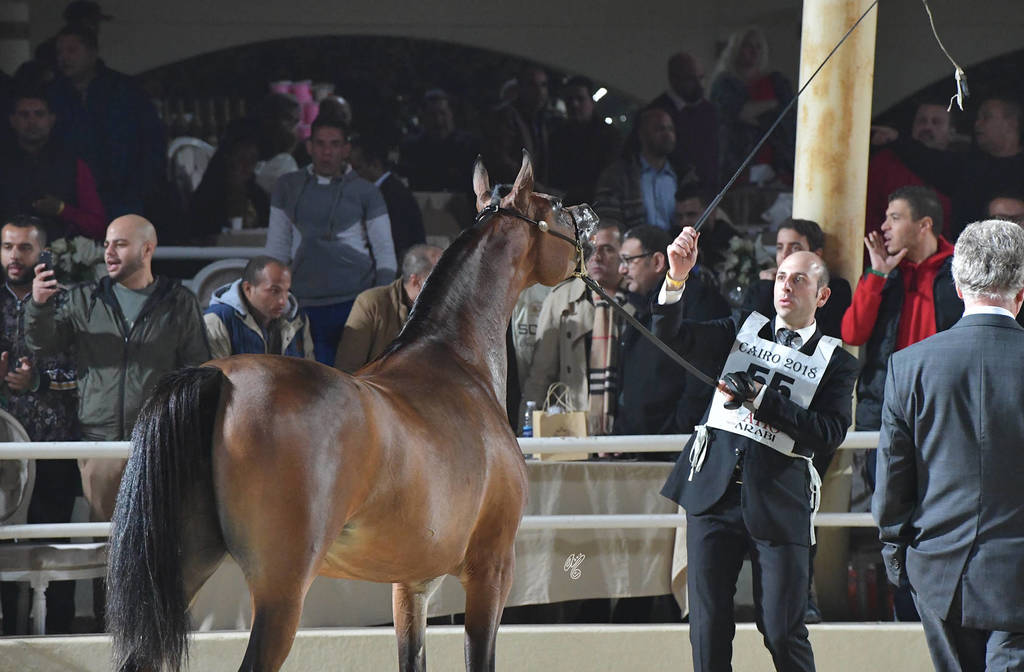 Fillies 2 Years: Ghalia Al Gammal