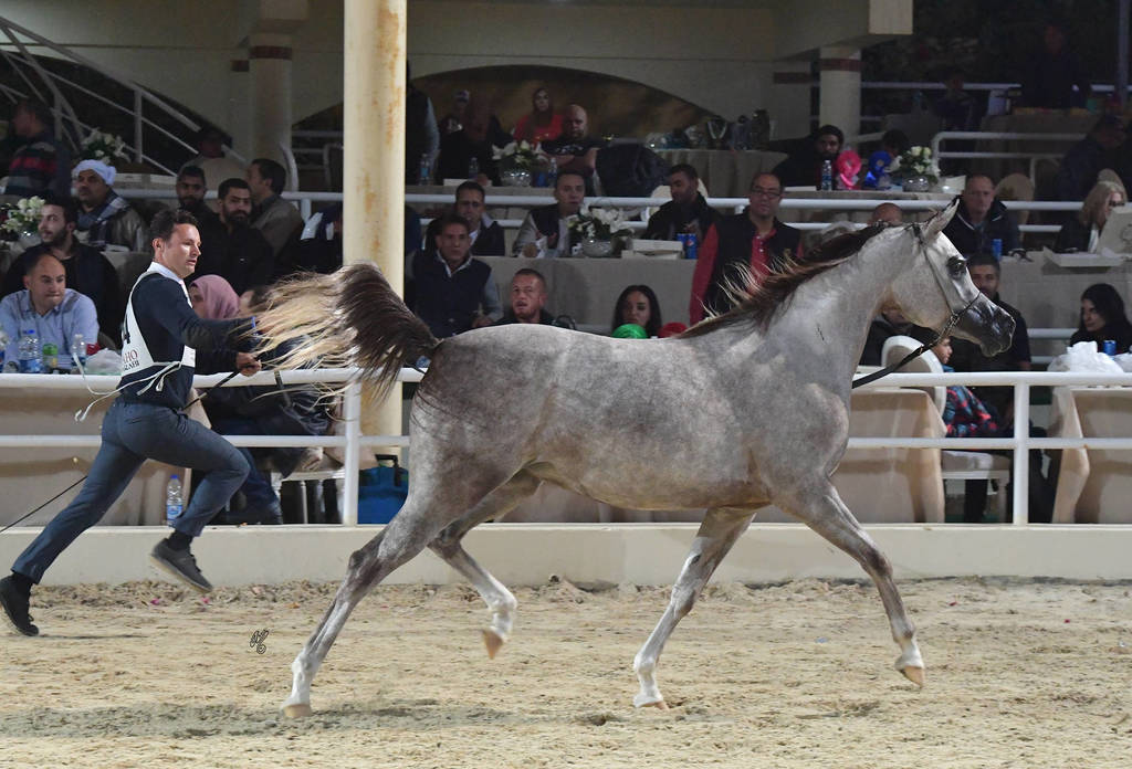 Fillies 2 Years: Eleaan Al Mamlaka