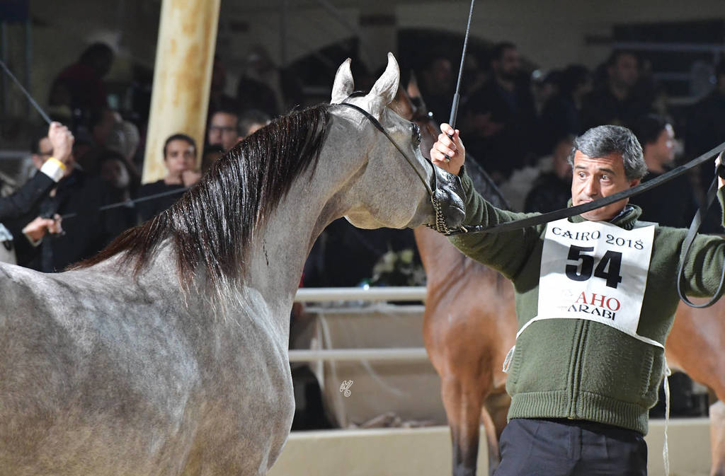 Fillies 2 Years: Eleaan Al Mamlaka