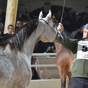 Fillies 2 Years: Eleaan Al Mamlaka