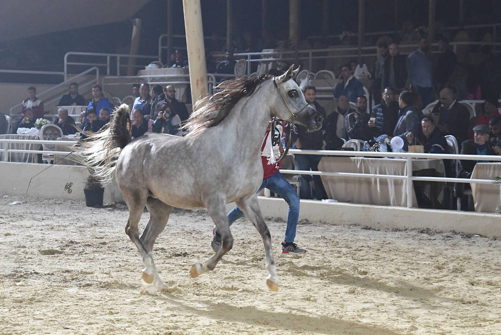 Fillies 2 Years: Eleaan Al Mamlaka