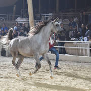 Fillies 2 Years: Eleaan Al Mamlaka