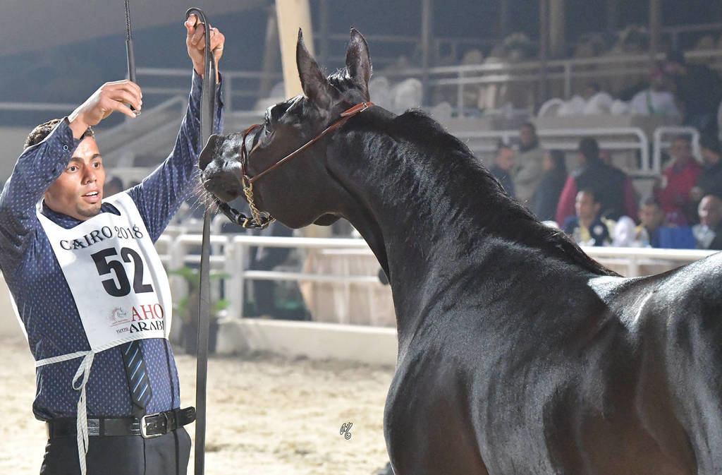 Fillies 2 Years: Rawan Basiony