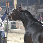 Fillies 2 Years: Rawan Basiony