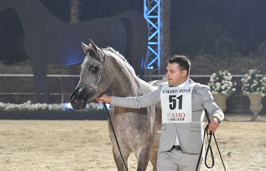 Fillies 2 Years: Shahrazad El Sheruk