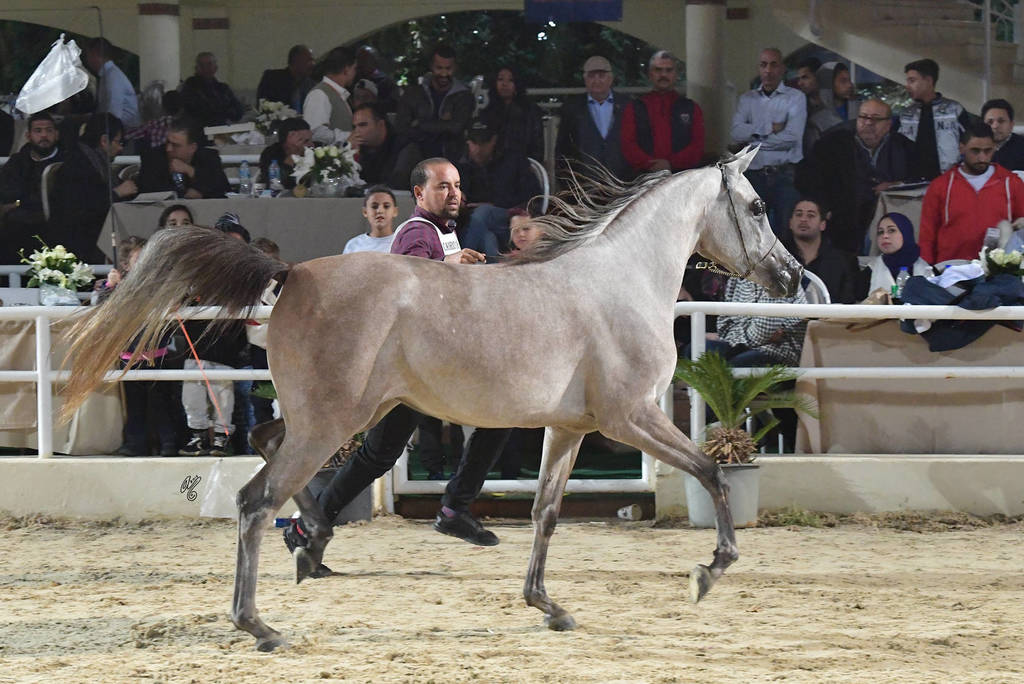 Fillies 2 Years: Rasheeda El Gamal