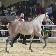 Fillies 2 Years: Rasheeda El Gamal