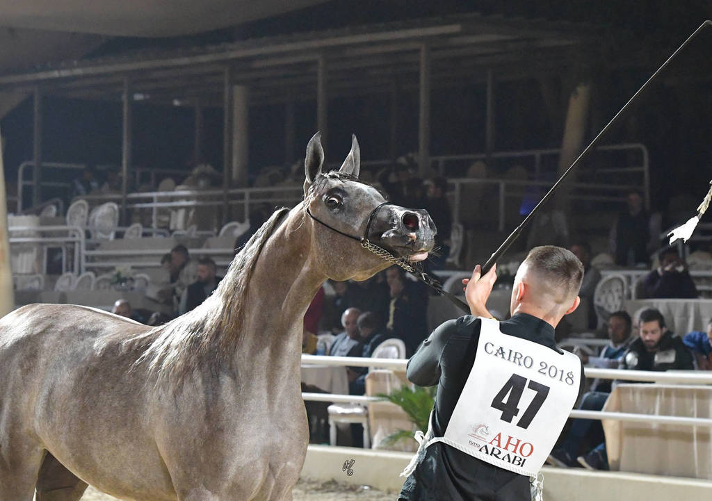 Fillies 2 Years: Baarillla Al Farida