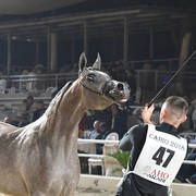 Fillies 2 Years: Baarillla Al Farida