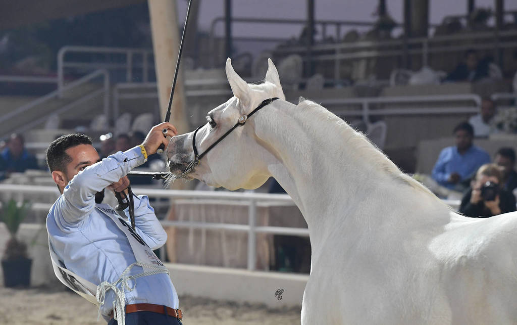 Yearling Filly: Khaerat El Nile Omar
