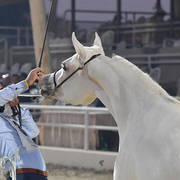 Yearling Filly: Khaerat El Nile Omar