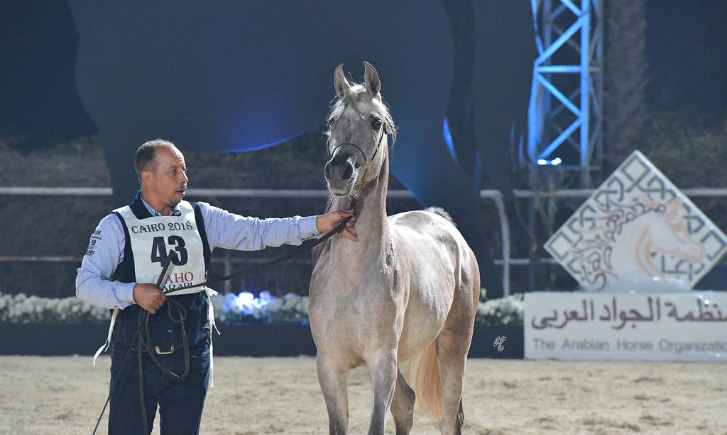 Yearling Filly: Heba Al Naggar