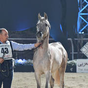 Yearling Filly: Heba Al Naggar