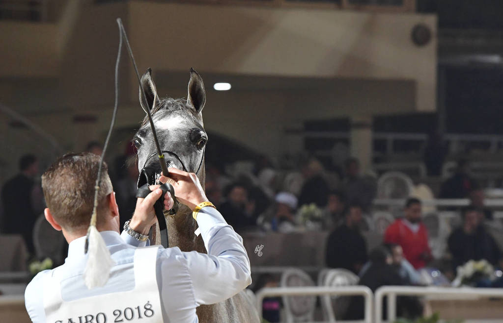 Yearling Filly: Sahar Rabab