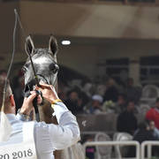 Yearling Filly: Sahar Rabab