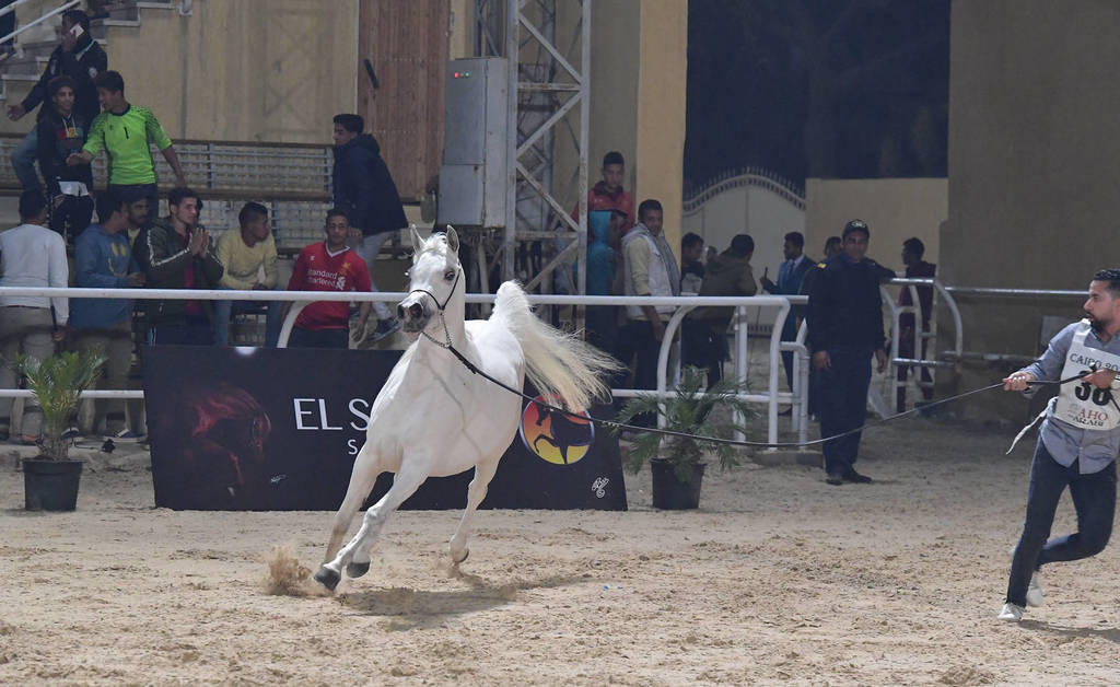 Yearling Filly: Khaerat El Nile Omar