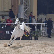 Yearling Filly: Khaerat El Nile Omar