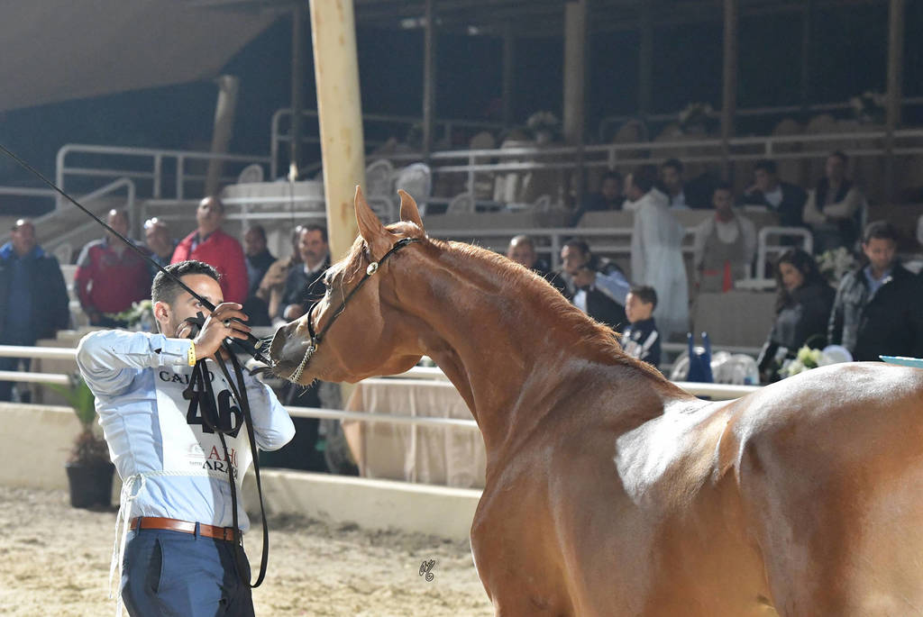 Yearling Filly: Alyaa Omar