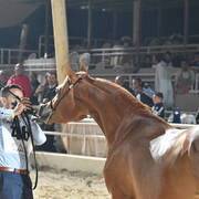 Yearling Filly: Alyaa Omar