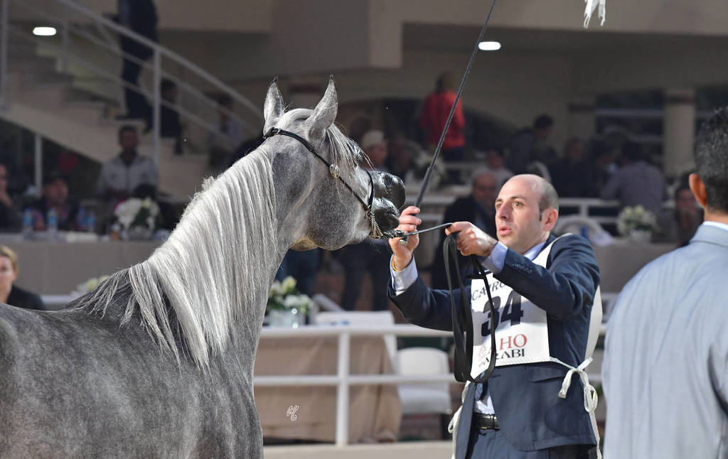 Yearling Filly: Kammar Al Azab