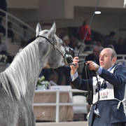 Yearling Filly: Kammar Al Azab