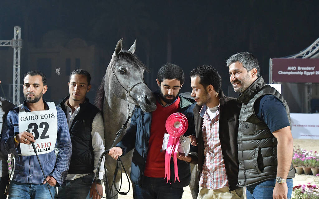 Yearling Filly: Shahrazad Rawdet El Rahman