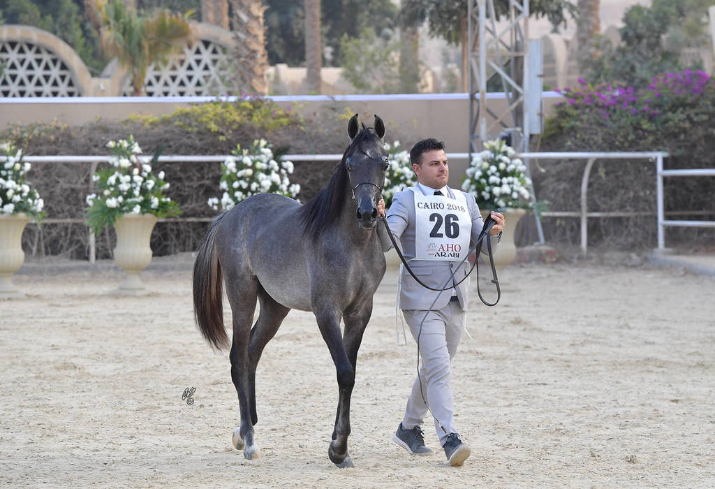 Yearling Filly: Dandnah El Sheruk