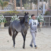 Yearling Filly: Dandnah El Sheruk
