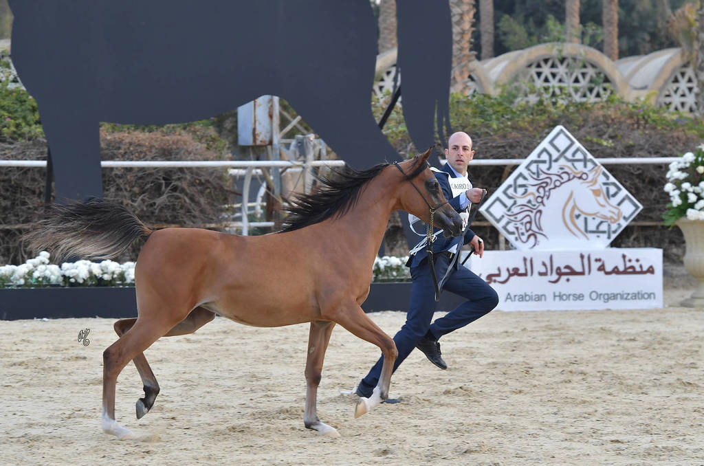 Yearling Filly: Farida Khan