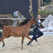 Yearling Filly: Farida Khan