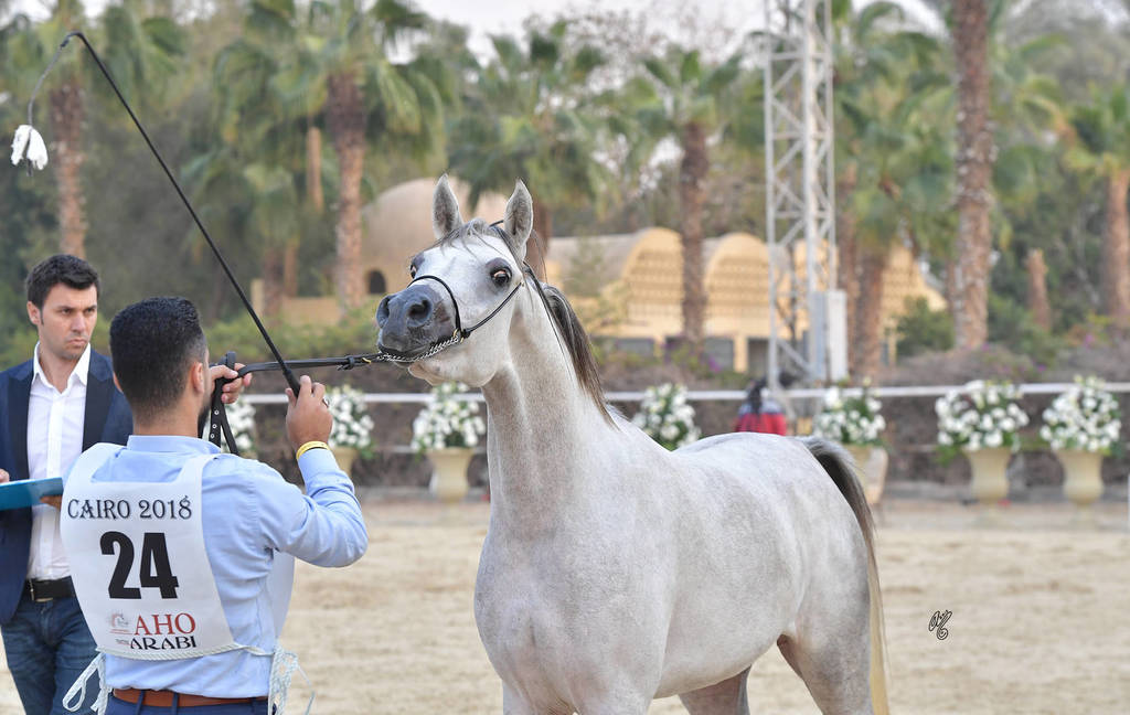 Yearling Filly: Helalea Omar