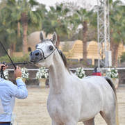 Yearling Filly: Helalea Omar
