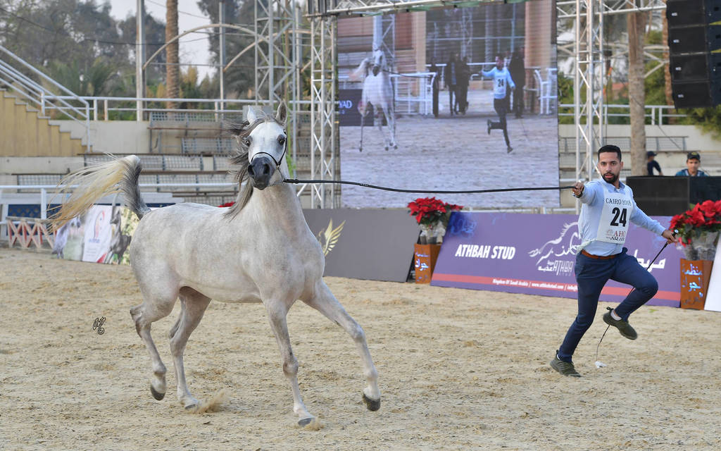 Yearling Filly: Helalea Omar