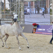 Yearling Filly: Helalea Omar