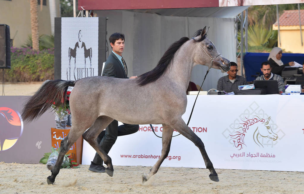 Yearling Filly: Farida Teebah
