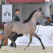 Yearling Filly: Farida Teebah