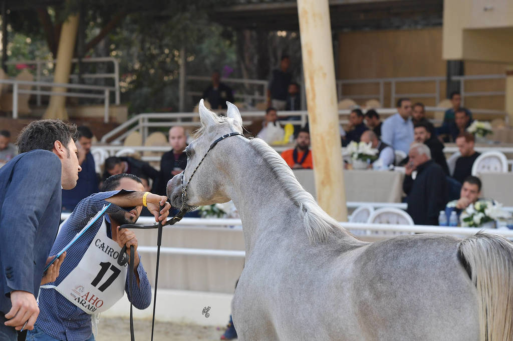 Yearling Filly: Amany Rawdet El Rahman