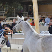 Yearling Filly: Amany Rawdet El Rahman