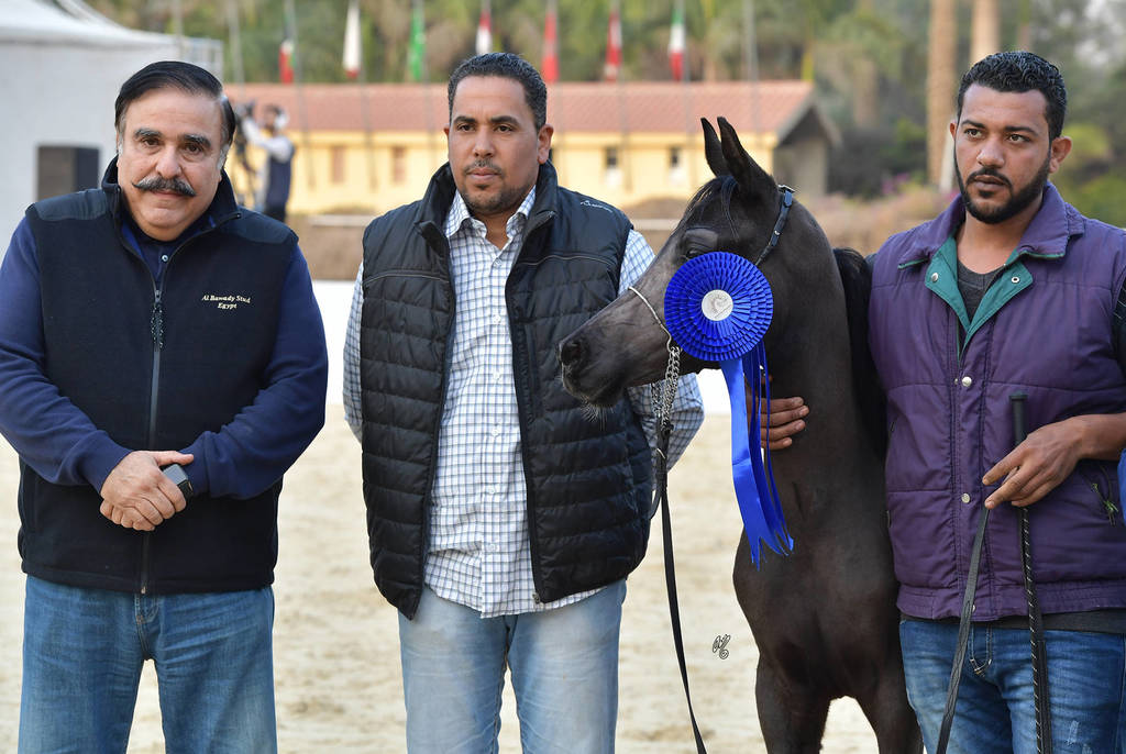 Yearling Filly: Marwa Royal