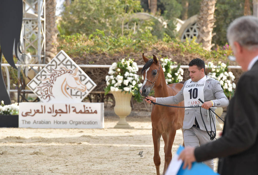 Yearling Filly: Hardeer El Sheruk