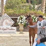 Yearling Filly: Hardeer El Sheruk