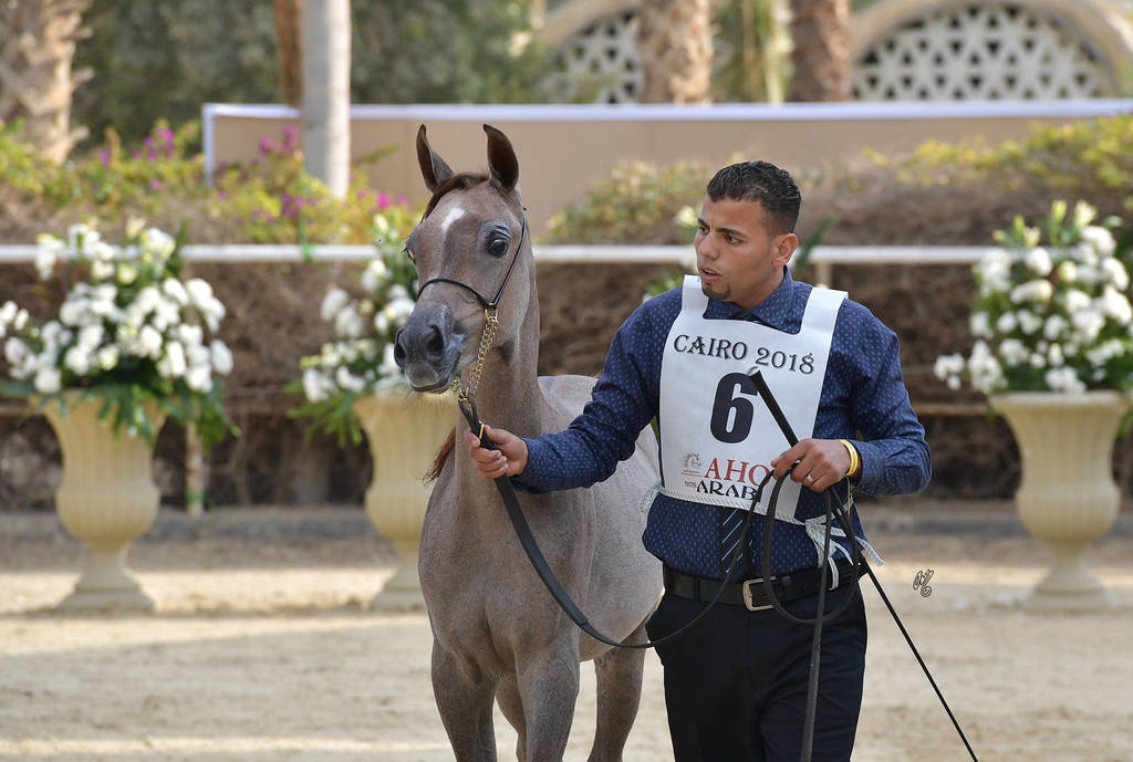 Yearling Filly: Haya Basiony